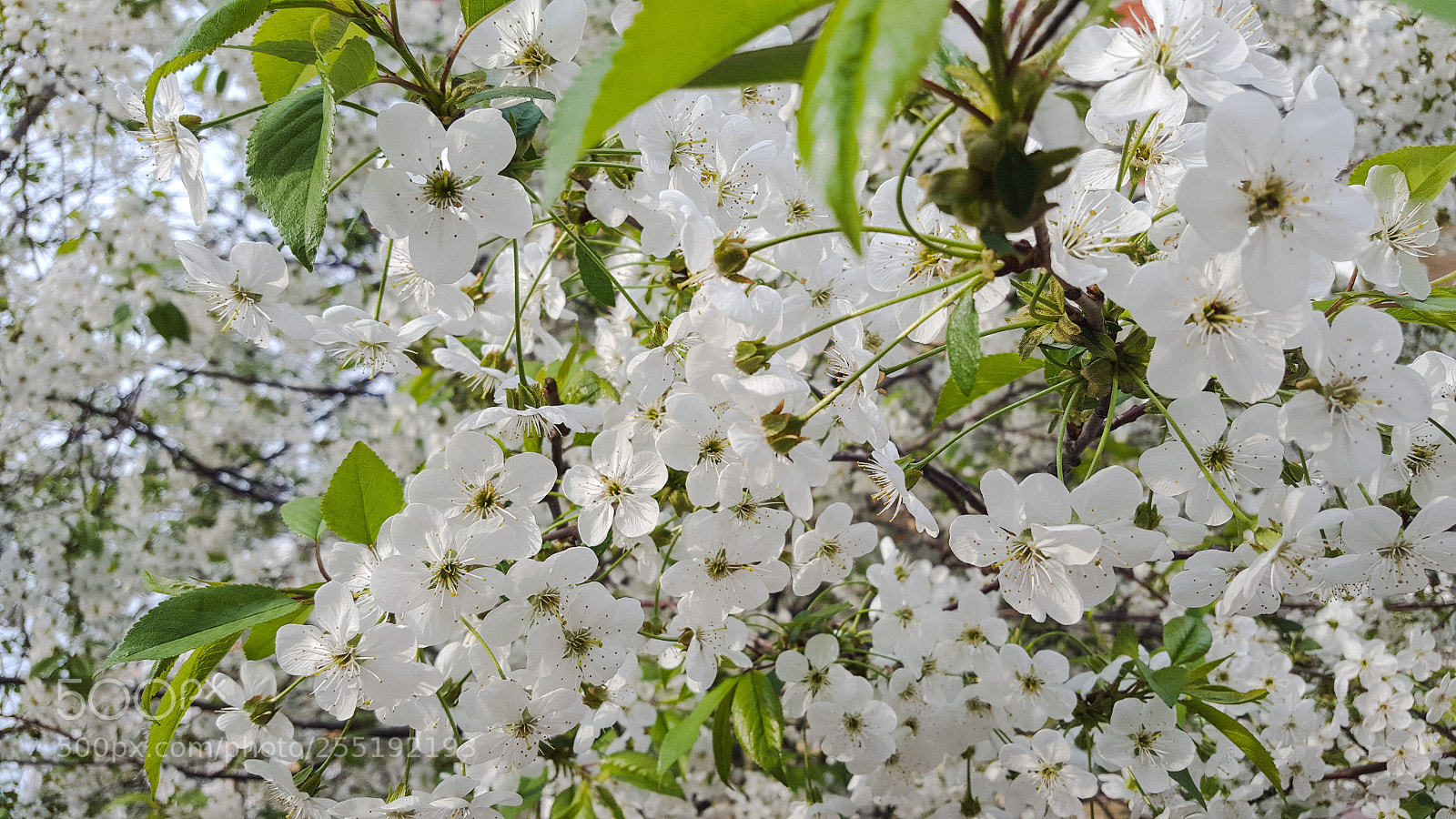Samsung GALAXY S6 edge sample photo. White flowers photography