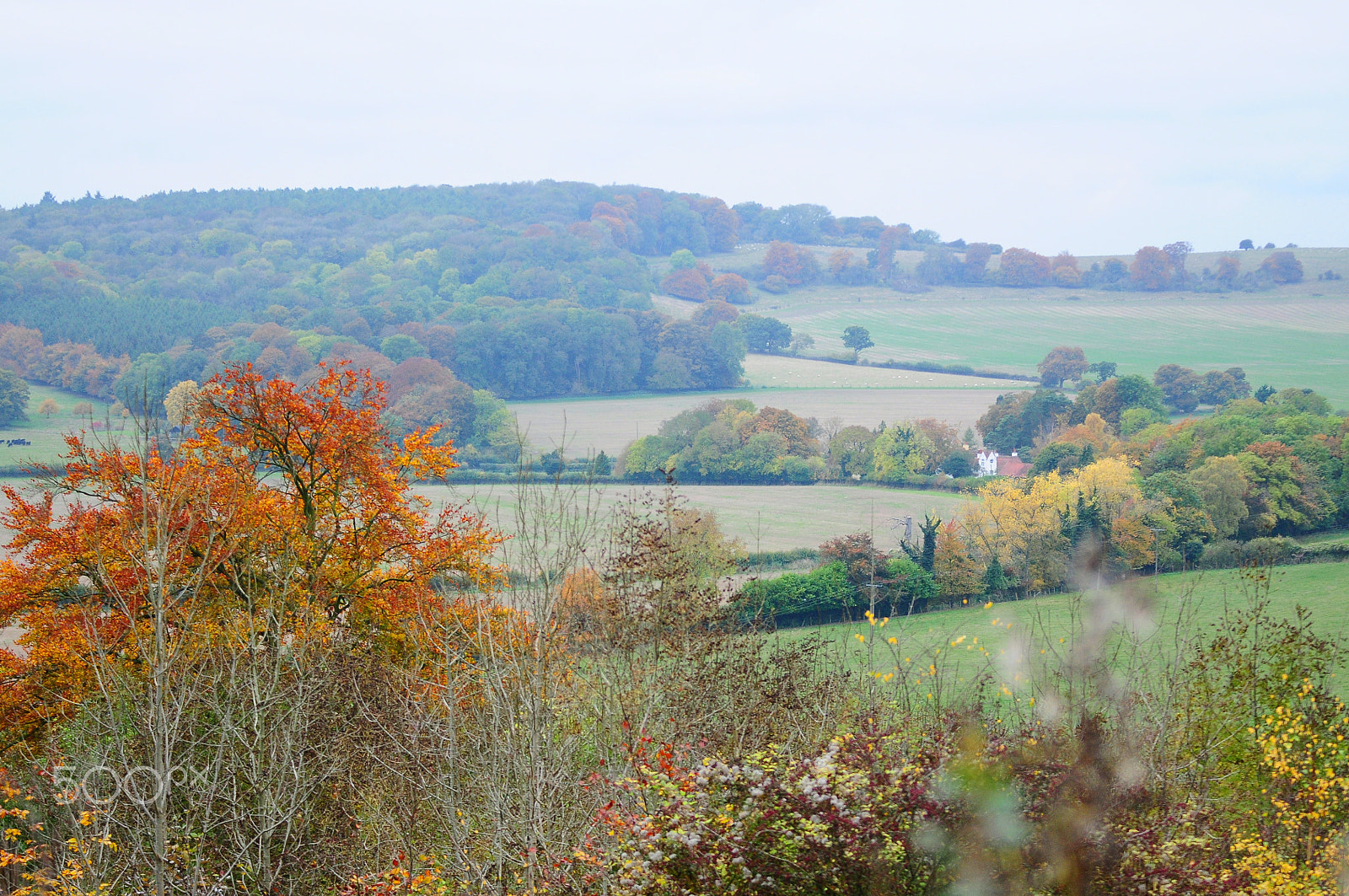 Sigma 70-200mm F2.8 EX DG OS HSM sample photo. Ashridge estate, national trust, berkhampstead photography