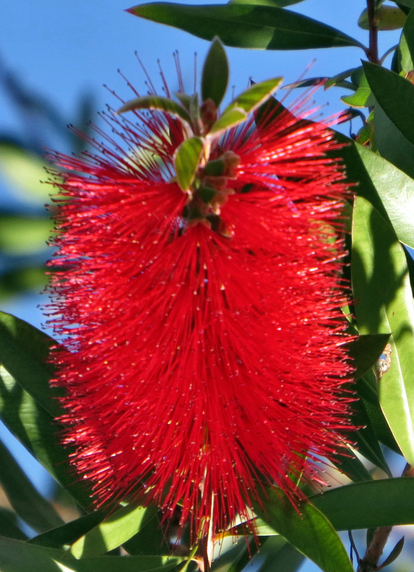 4.3 - 215.0 mm sample photo. A red bush flower photography