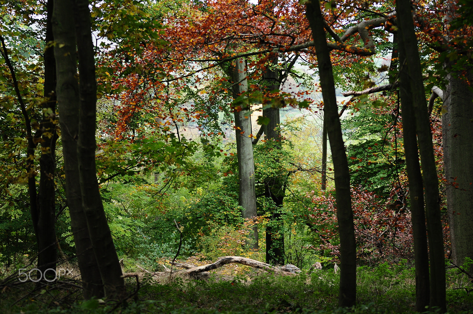 Sigma 70-200mm F2.8 EX DG OS HSM sample photo. Ashridge estate, national trust, berkhampstead photography