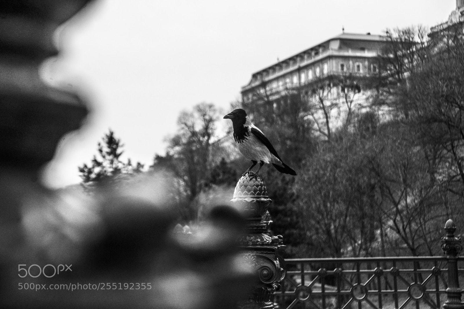 Nikon D600 sample photo. Lr copy photography
