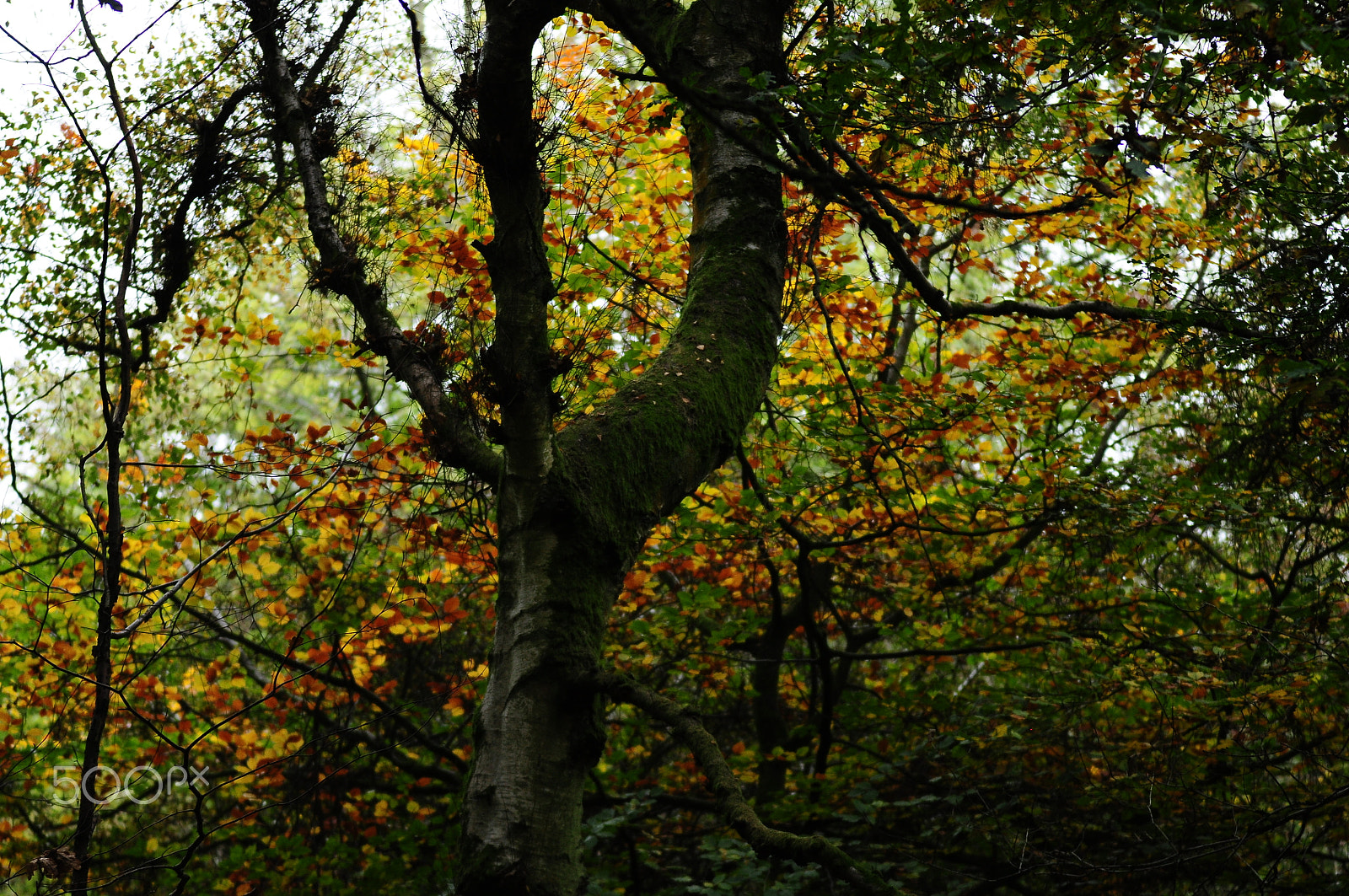 Sigma 70-200mm F2.8 EX DG OS HSM sample photo. Ashridge estate, national trust, berkhampstead photography