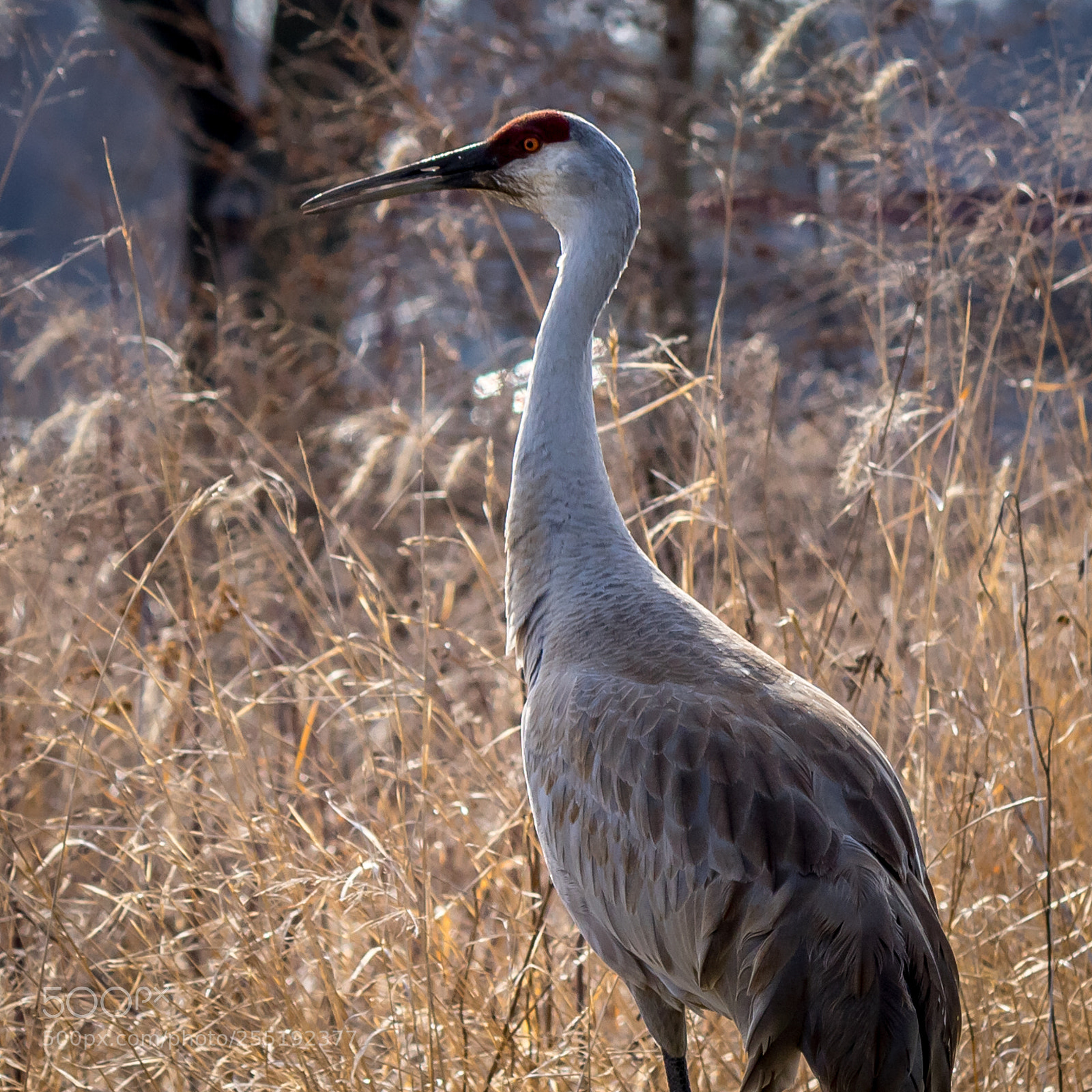 Canon EOS M10 sample photo. Brown heron photography