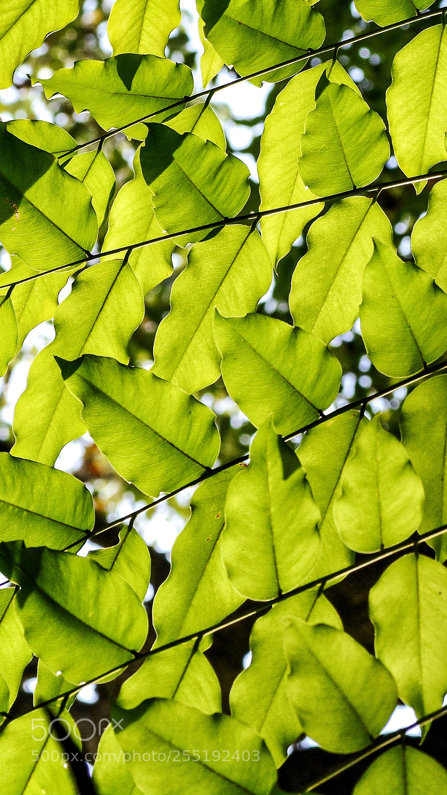 Nikon D7100 sample photo. Untitled photography