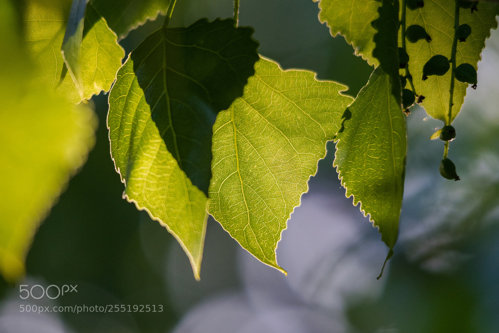 Nikon D3300 sample photo. Leaf photography