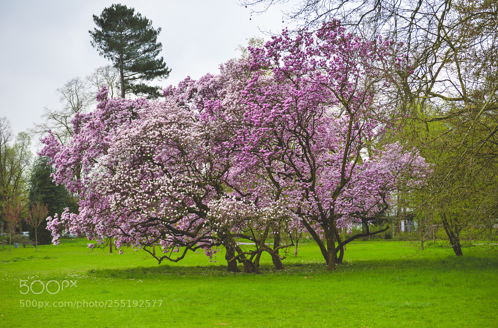 Nikon D610 sample photo. Spring photography
