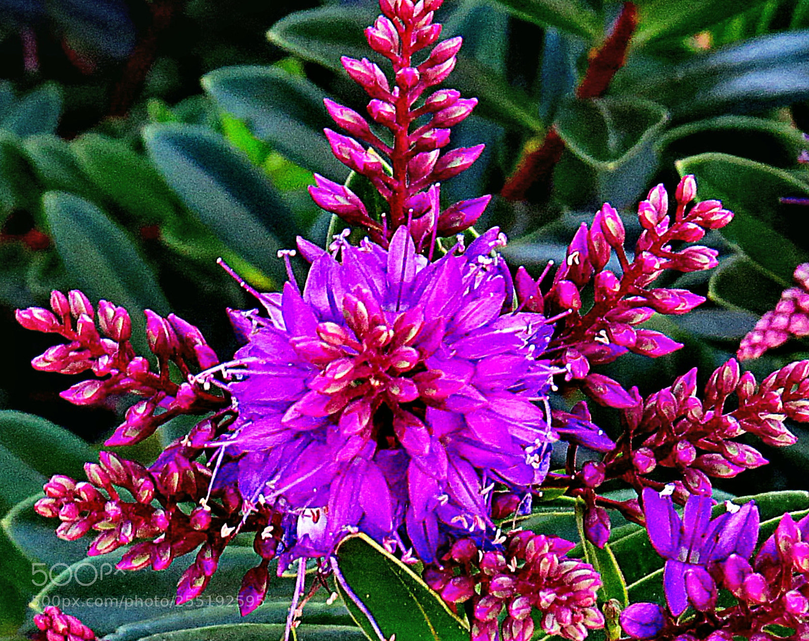 Canon PowerShot SX50 HS sample photo. A purple flower in photography