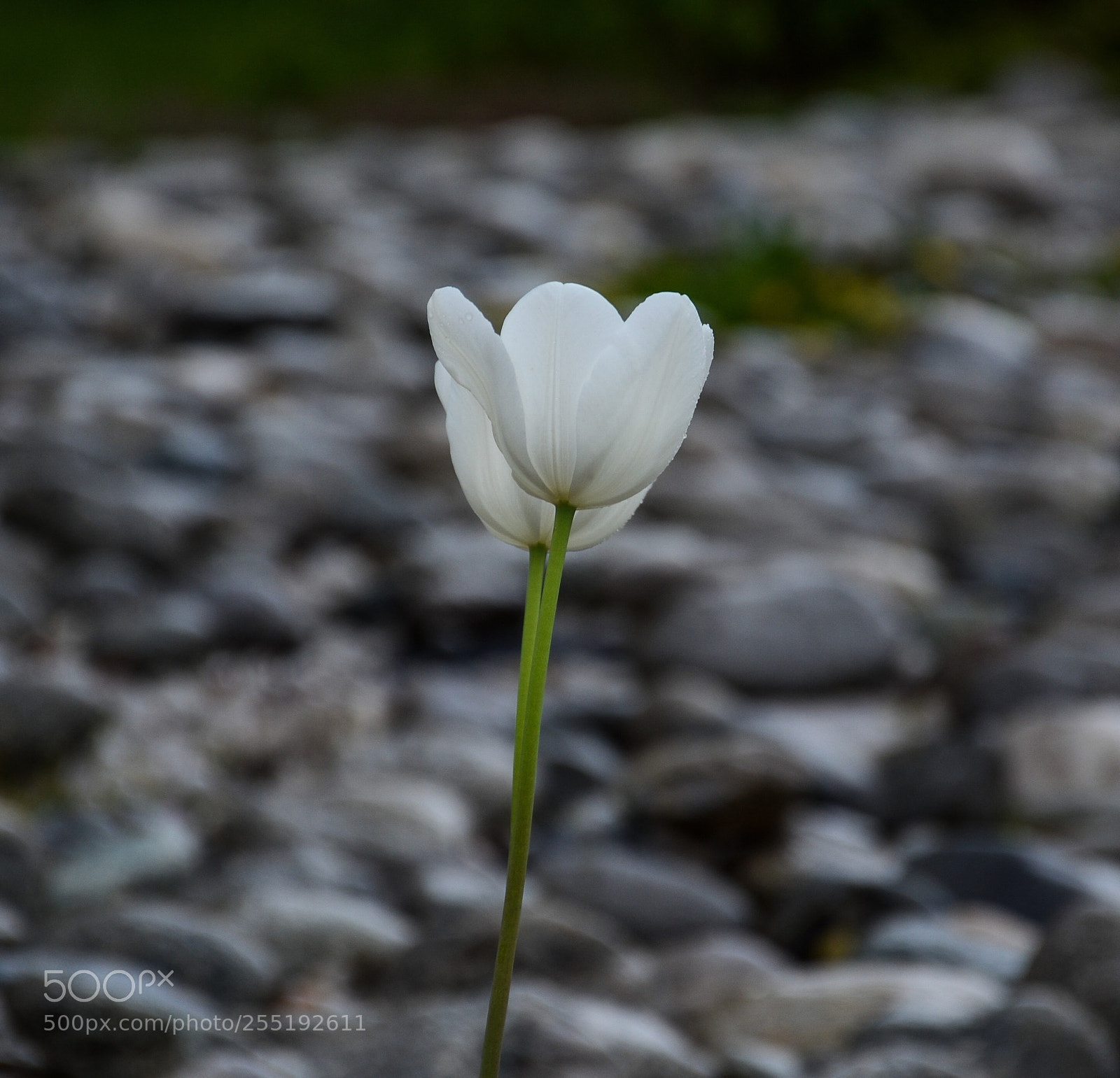 Nikon D7000 sample photo. Two photography