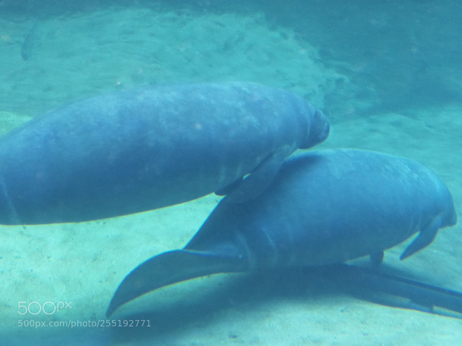 HUAWEI P10 sample photo. Orphaned twin manatees photography