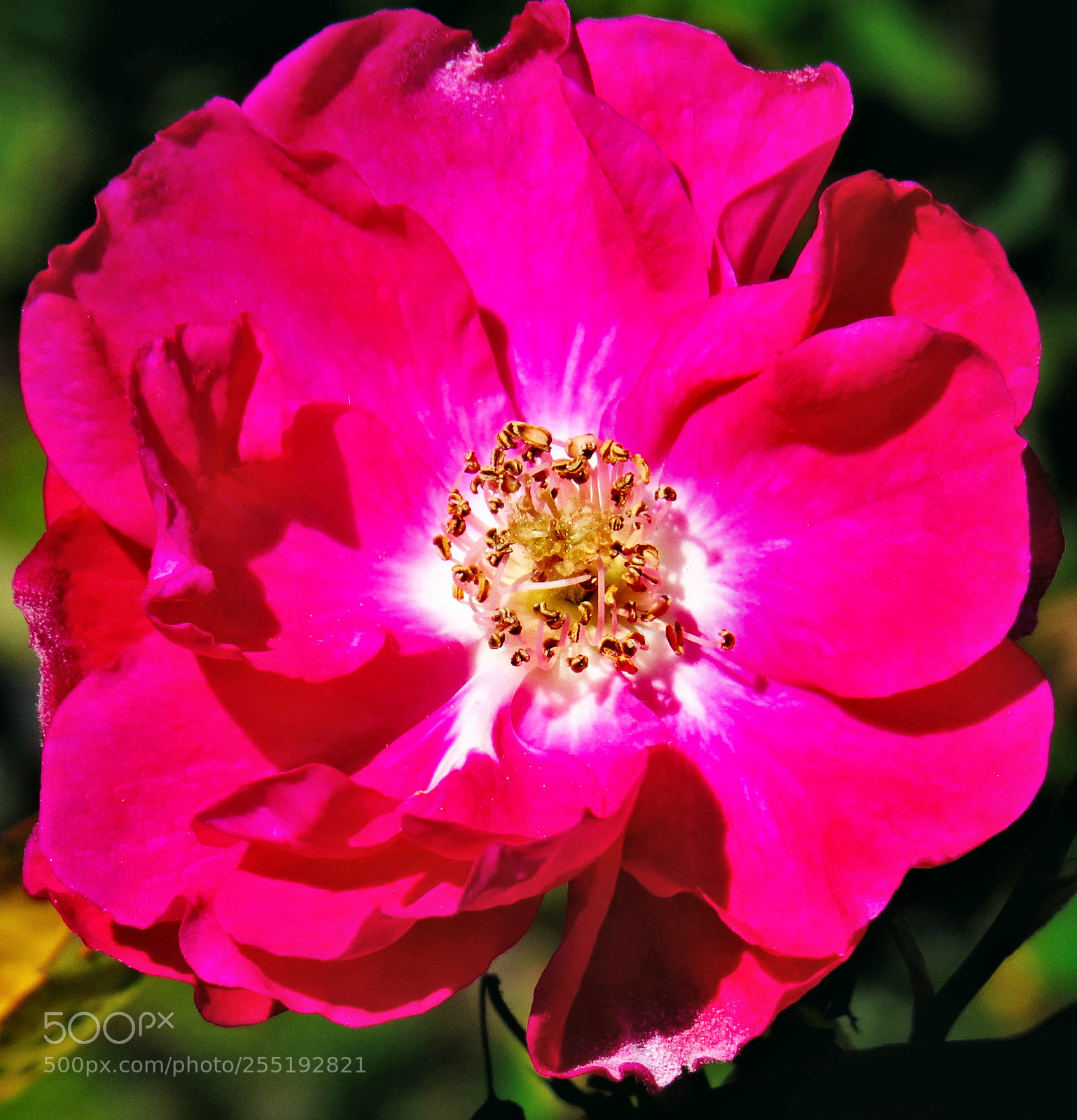 Canon PowerShot SX50 HS sample photo. A nice pink flower photography