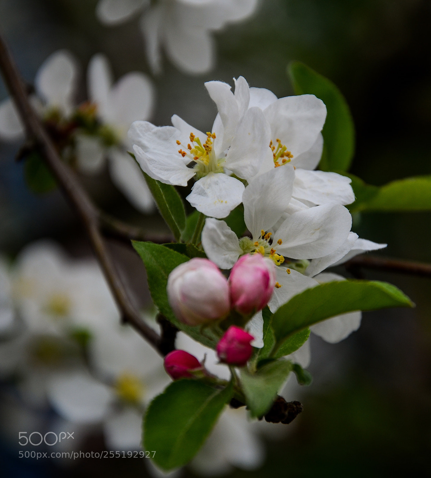 Nikon D7000 sample photo. White and pink photography