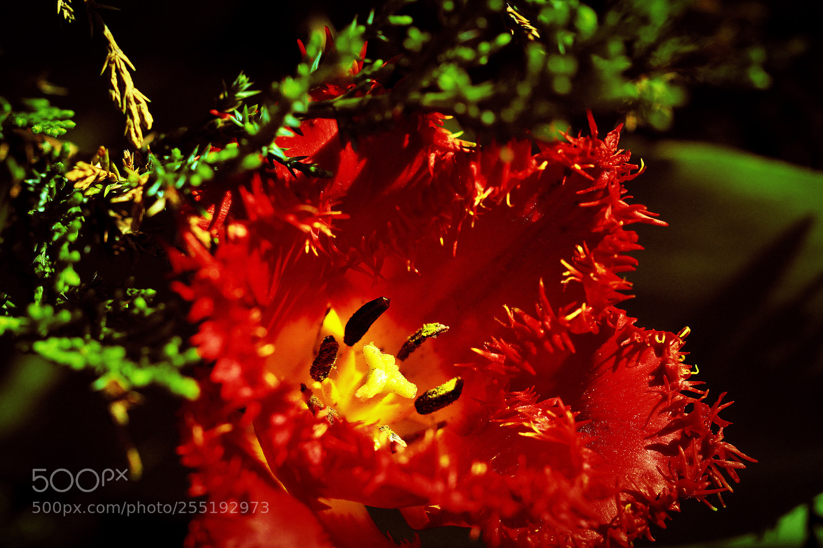 Canon EOS 500D (EOS Rebel T1i / EOS Kiss X3) sample photo. Striking red photography