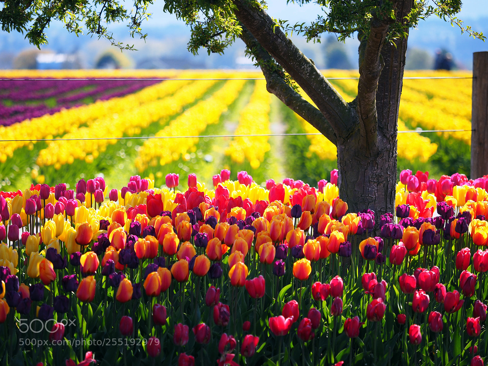 Olympus OM-D E-M1 sample photo. Roozengaarde tulips photography