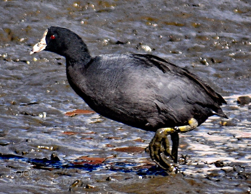 Nikon D7200 sample photo. A black seabird walking photography