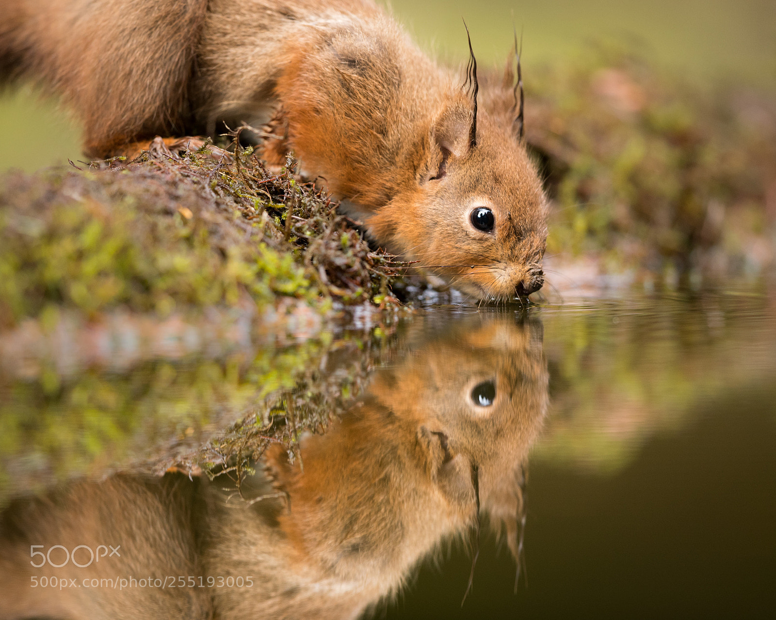 Canon EOS-1D X Mark II sample photo. Thirsty red squirrel photography