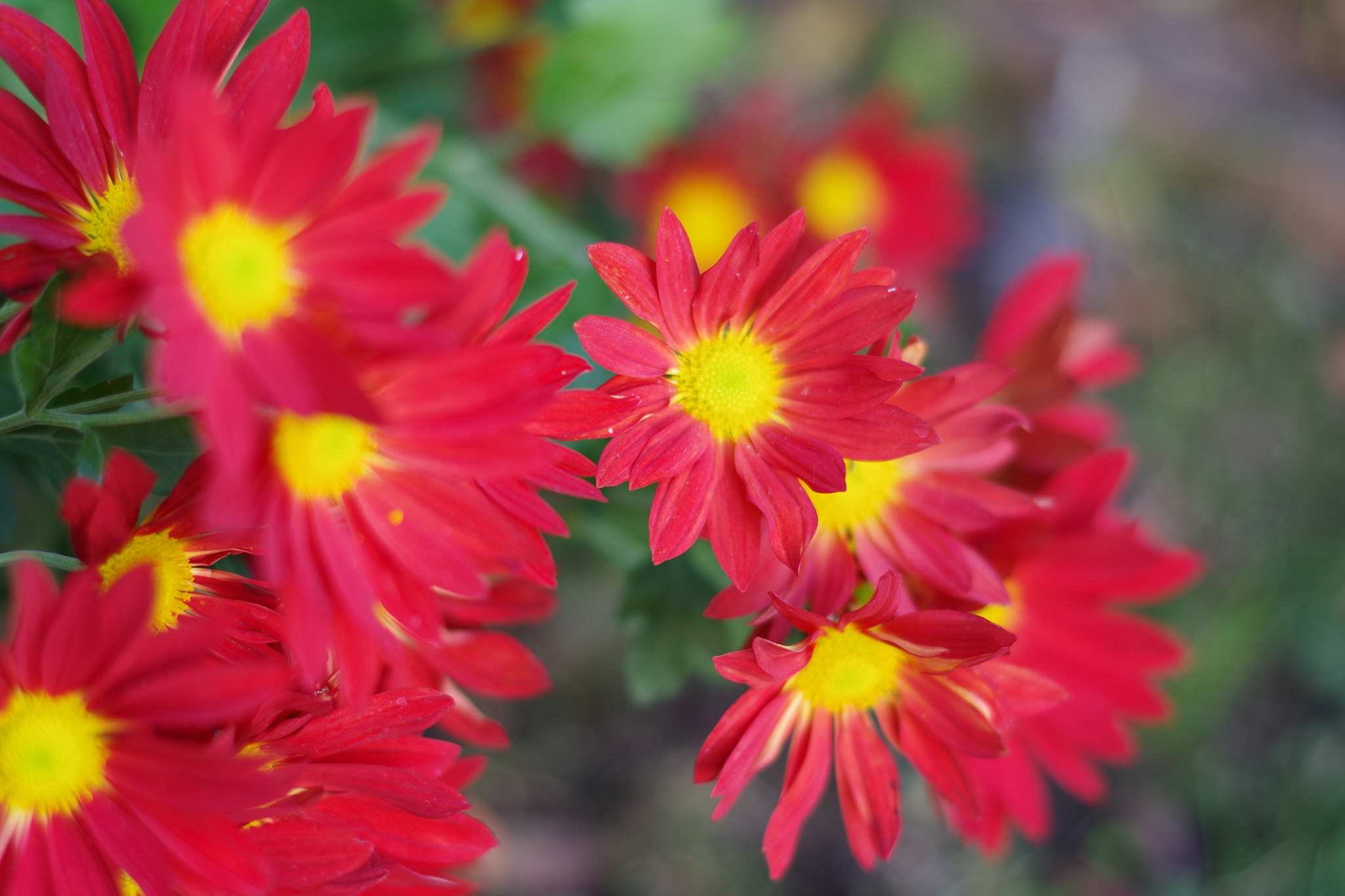 Pentax K-S2 + Pentax smc DA 50mm F1.8 sample photo. Jdjh photography
