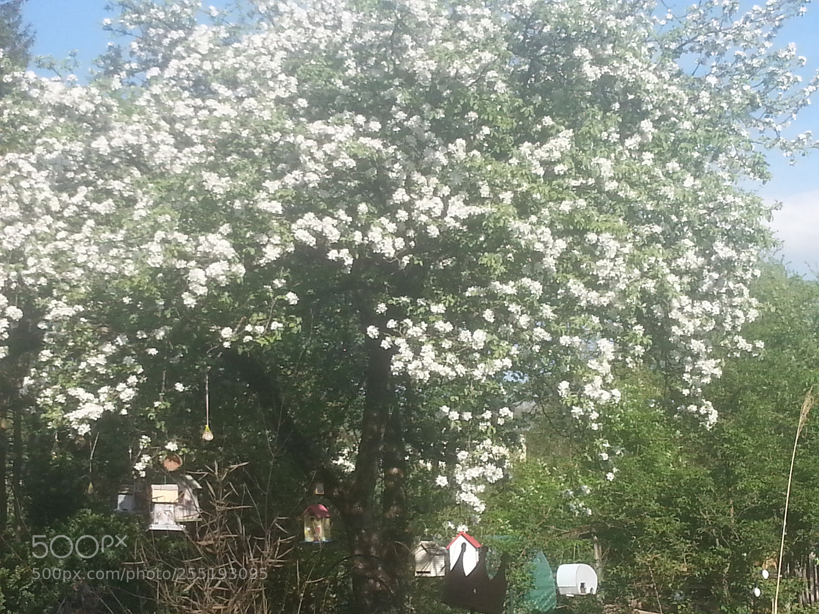 Samsung Galaxy S3 sample photo. Spring photography