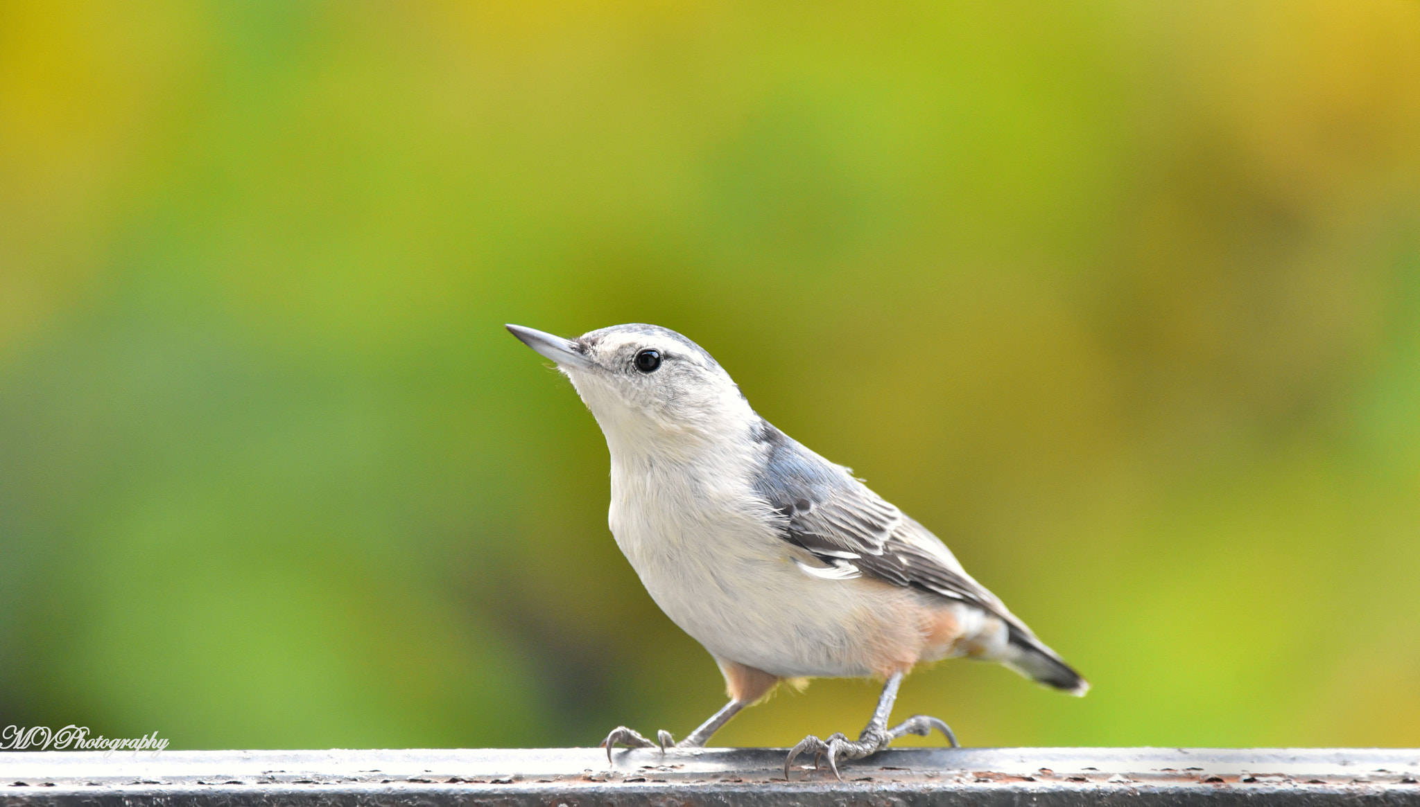 Sigma 150-600mm F5-6.3 DG OS HSM | C sample photo. Nuthatch photography