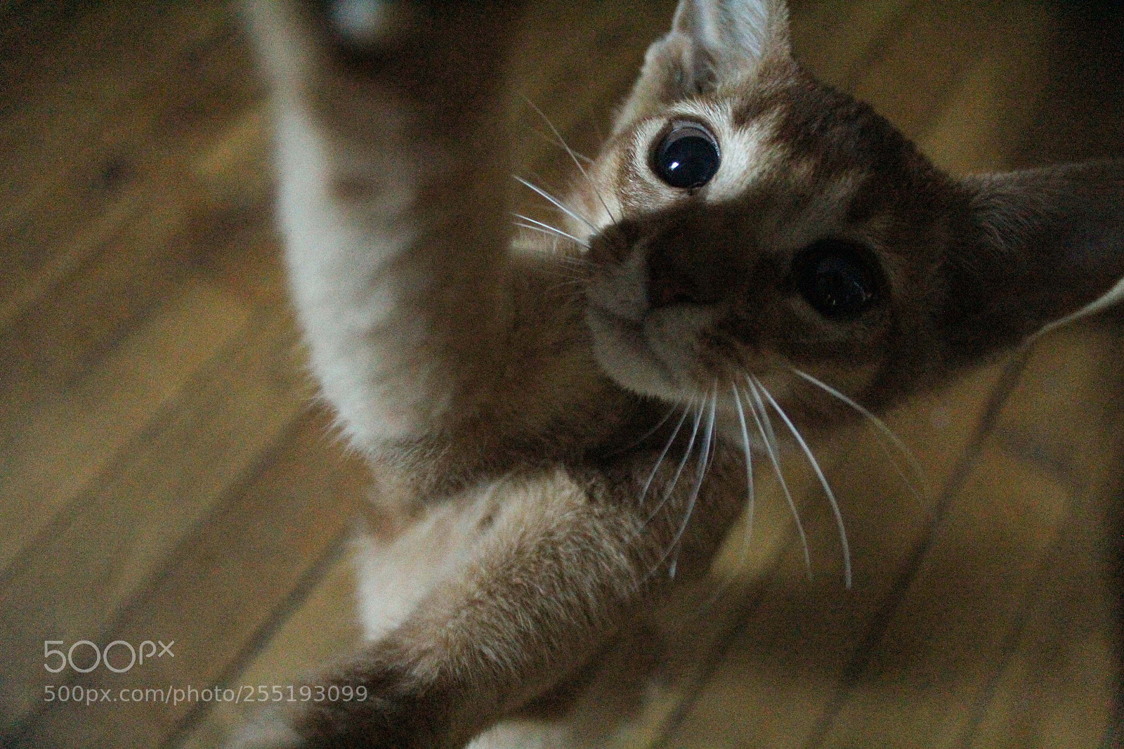 Canon EOS 600D (Rebel EOS T3i / EOS Kiss X5) sample photo. Img photography