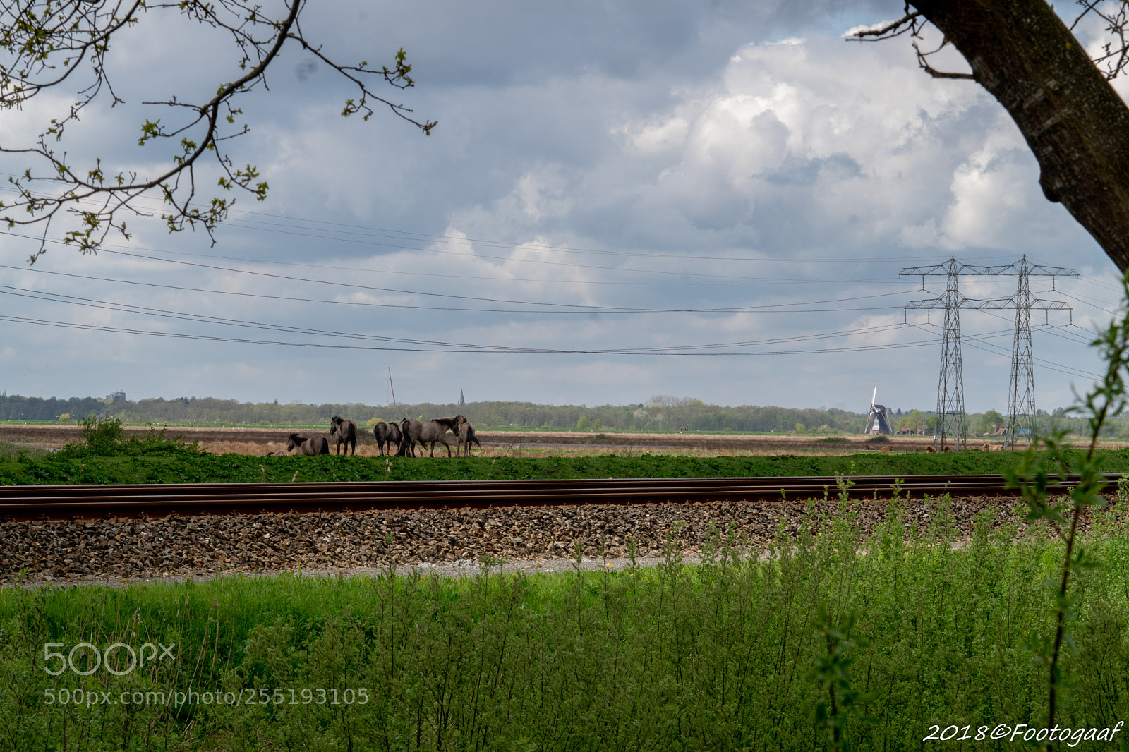 Sony ILCA-77M2 sample photo. Horses photography