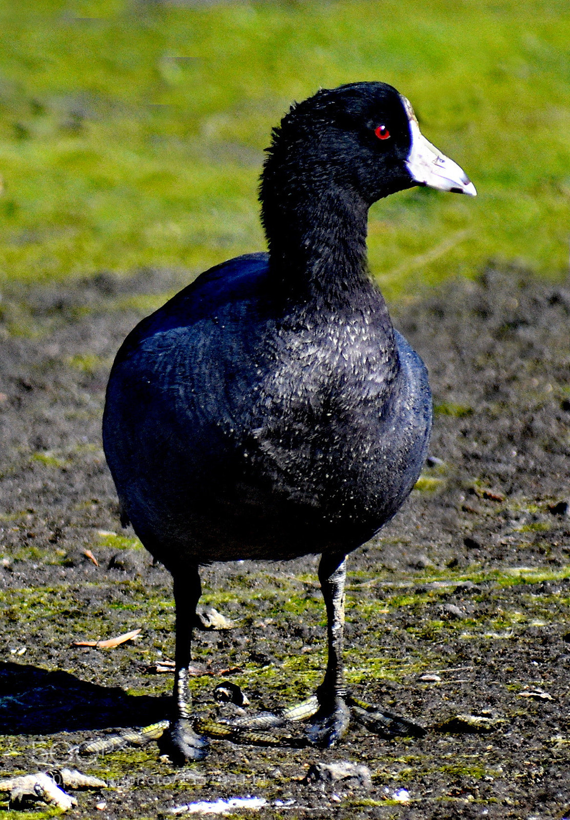 Nikon D7200 sample photo. A black seabird walking photography