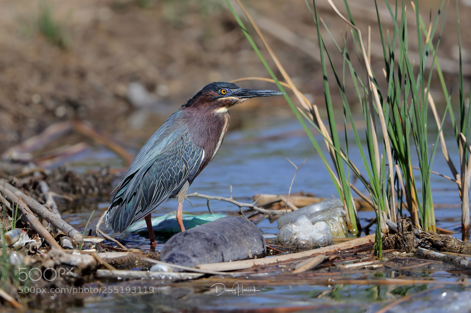 Canon EOS-1D X Mark II sample photo. Green heron standing in photography