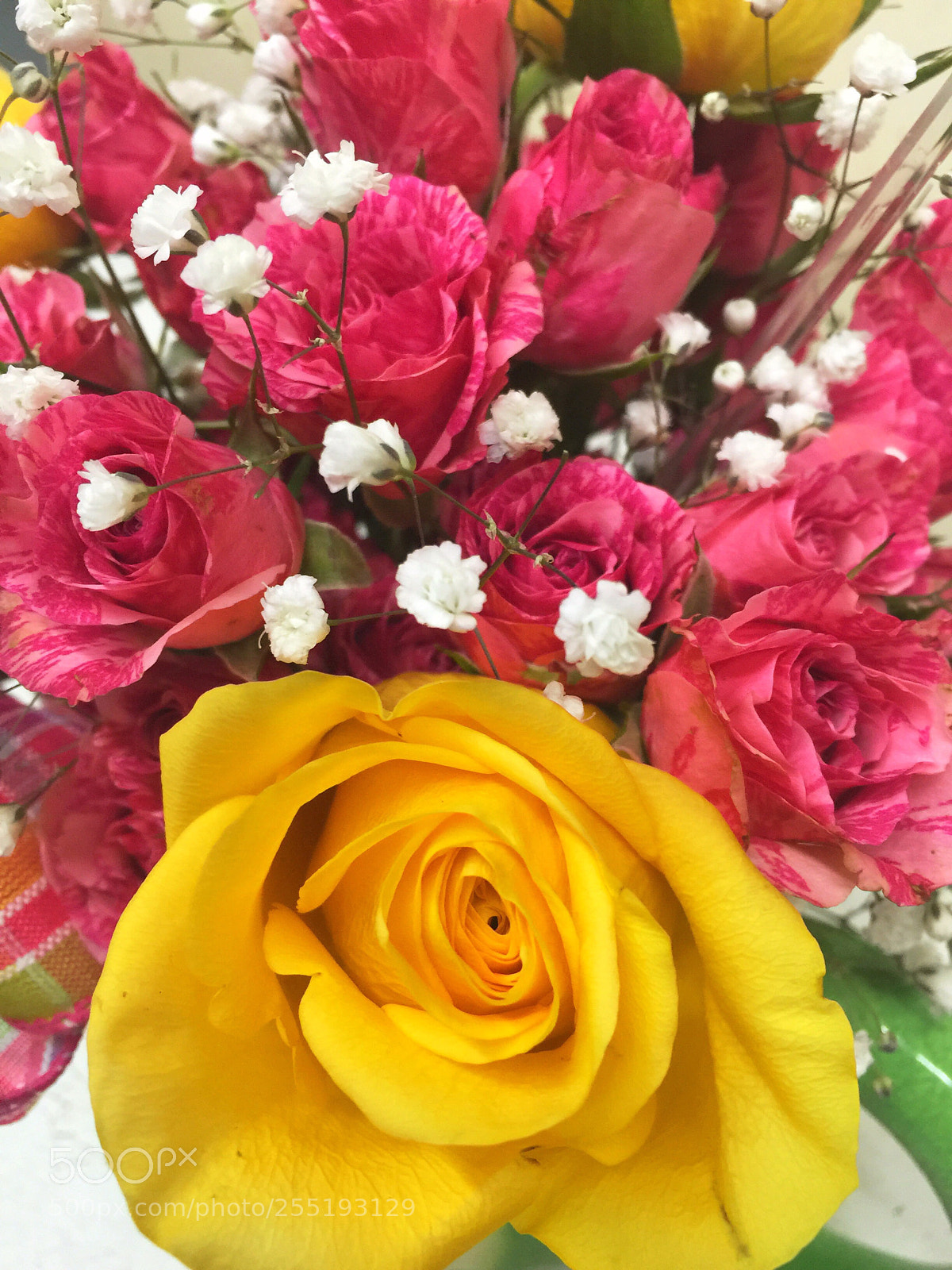 Apple iPhone 6 Plus sample photo. Today’s flower ?  photography