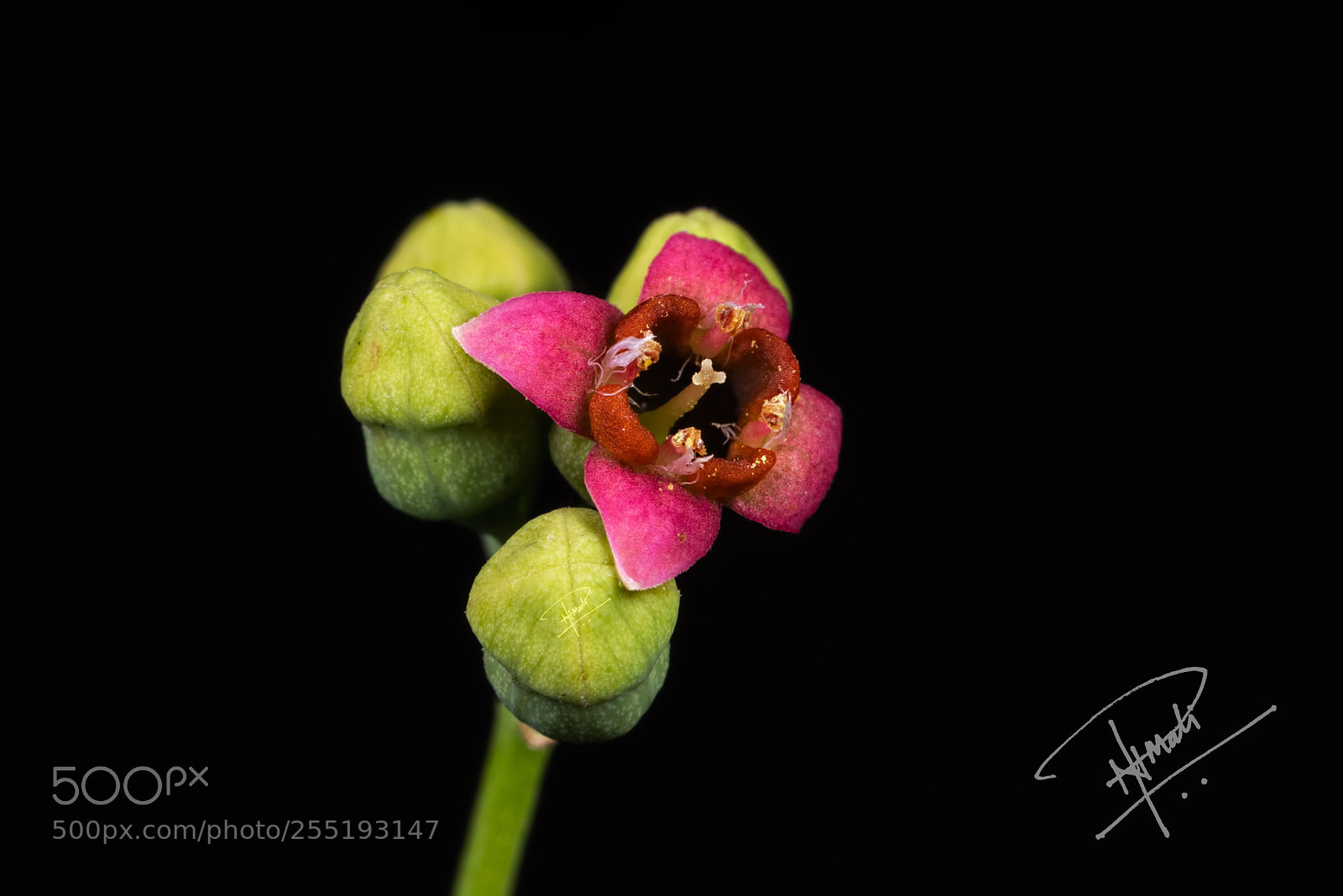 Canon EOS 5D Mark IV sample photo. Sandalwood flower photography