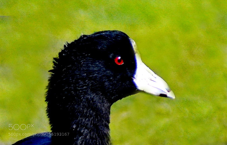 Nikon D7200 sample photo. A black seabird portrait photography