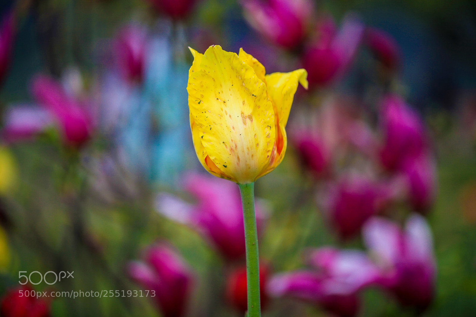 Canon EOS 5D Mark II sample photo. Tulip flower photography