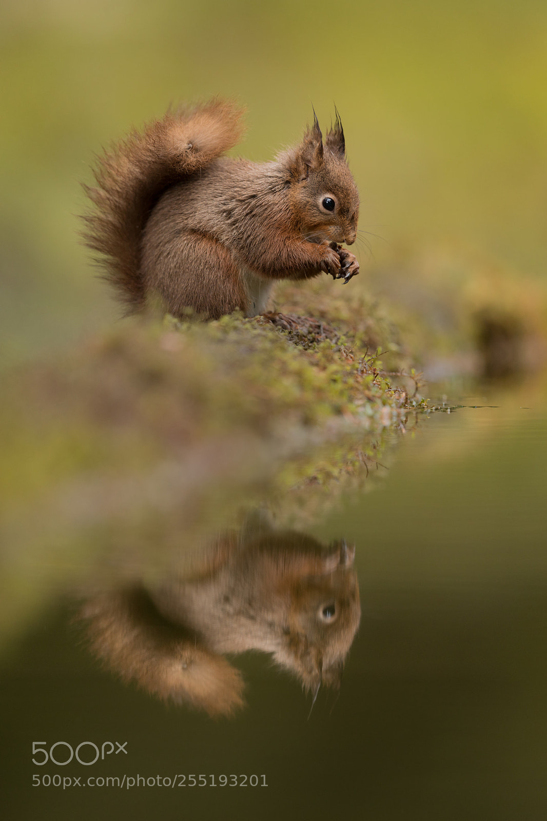 Canon EOS-1D X Mark II sample photo. Squirrel reflection 3 photography