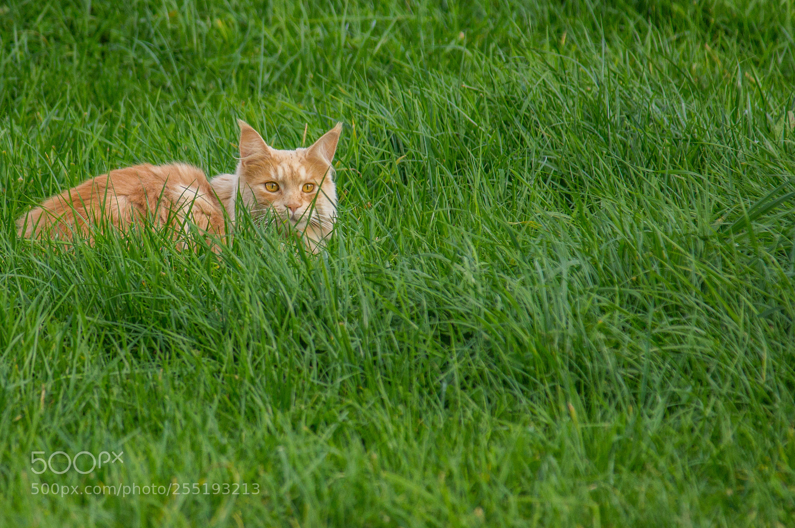 Sony SLT-A55 (SLT-A55V) sample photo. The cat... photography
