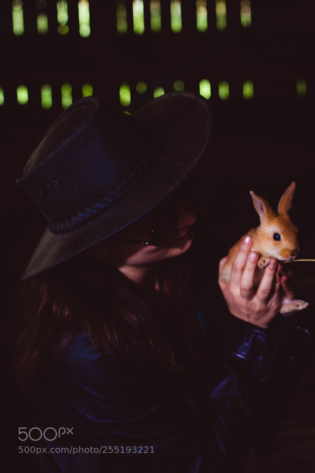 Canon EOS 550D (EOS Rebel T2i / EOS Kiss X4) sample photo. Rabbit photography