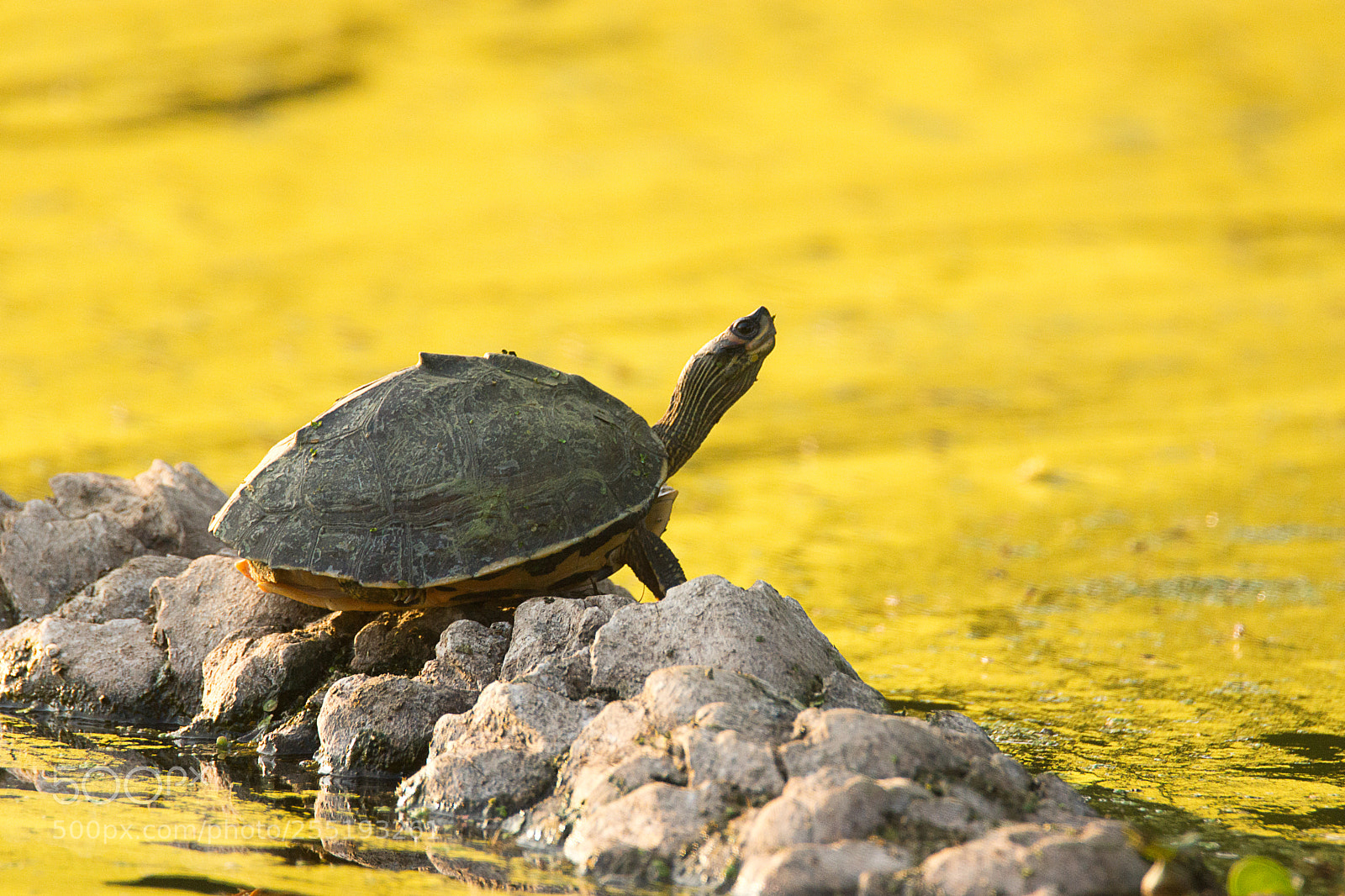 Sony SLT-A65 (SLT-A65V) sample photo. Indian roofed turtle photography