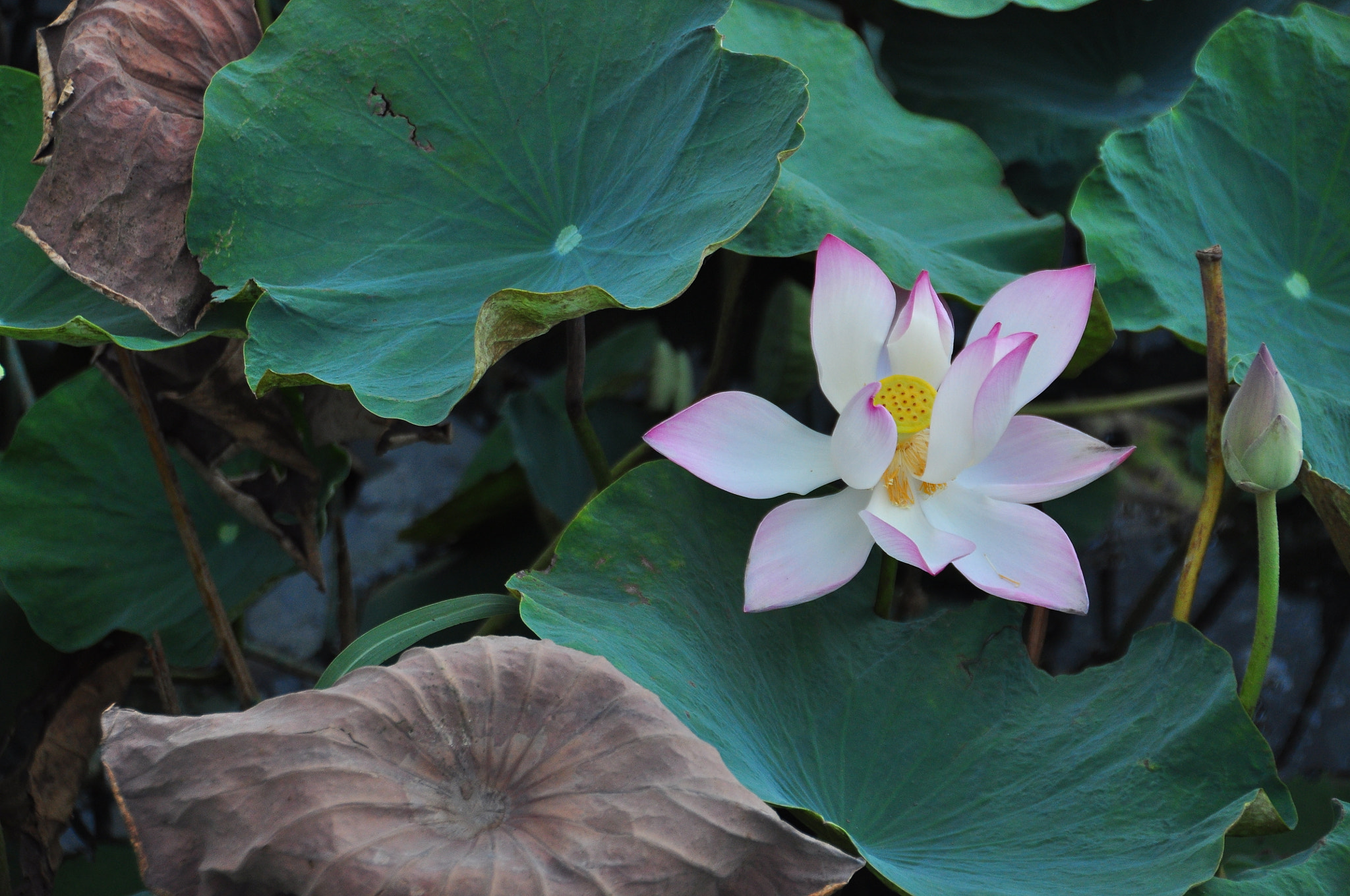 Nikon D90 sample photo. Lotus flower photography