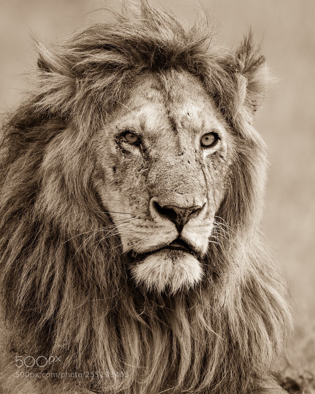 Canon EOS-1D X Mark II sample photo. Yellow (lions name) photography