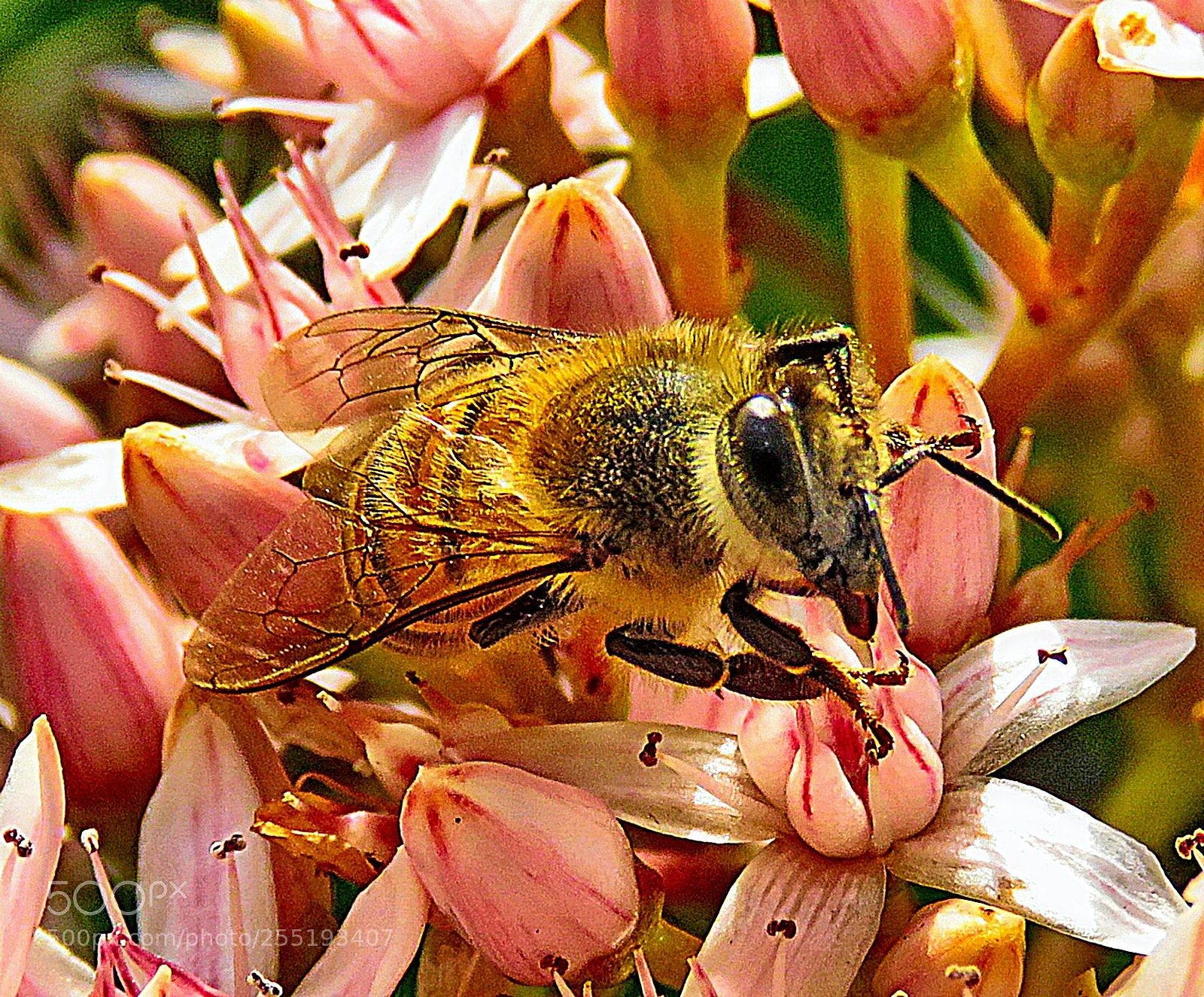 Canon PowerShot SX60 HS sample photo. A bee enjoying a photography