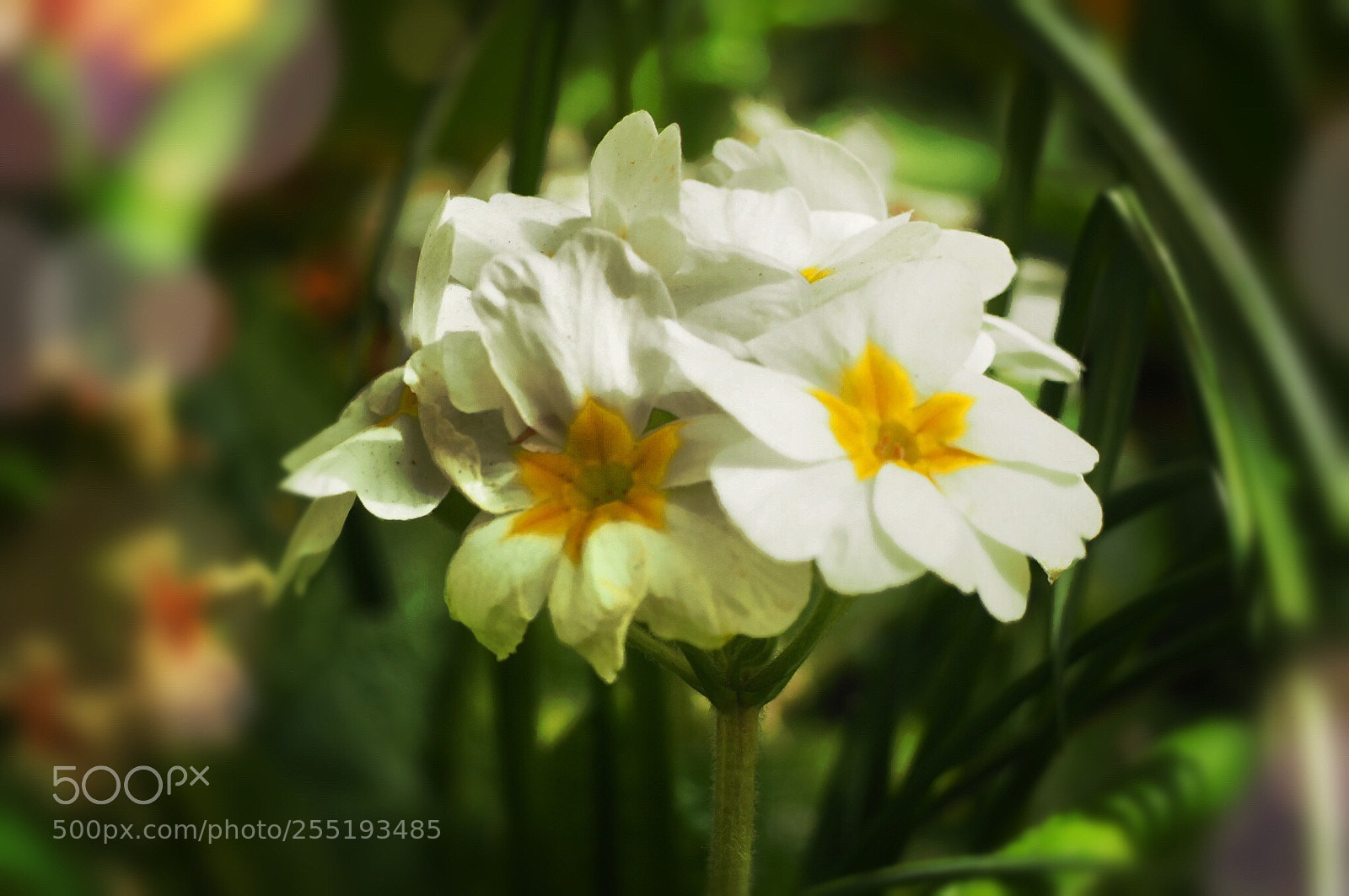Olympus OM-D E-M10 II sample photo. White flowers  photography