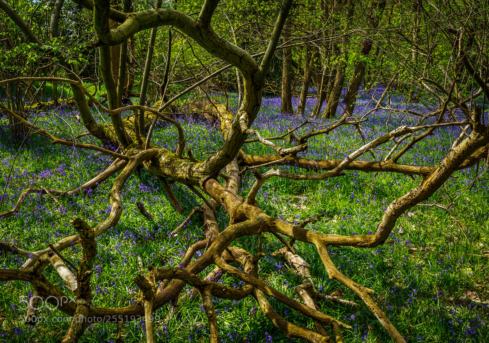 Canon EOS 5D Mark IV sample photo. Spring branches photography