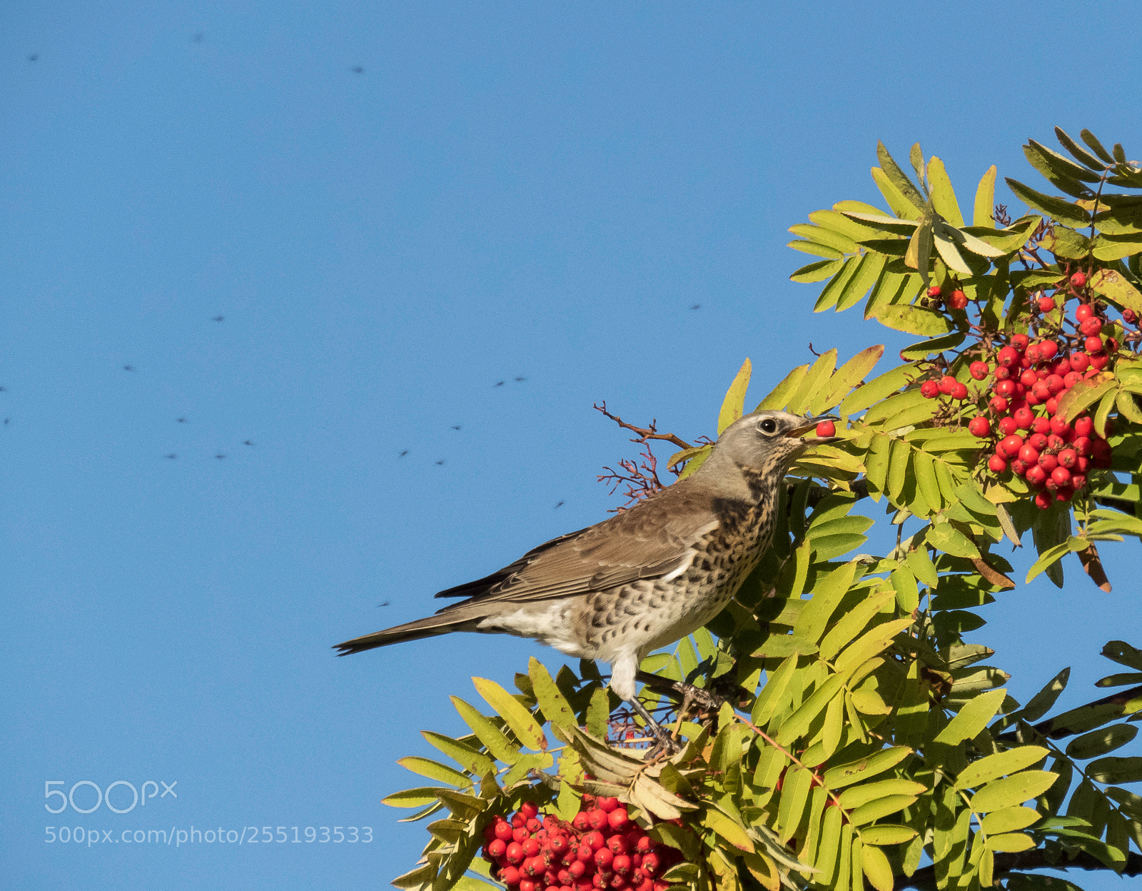 Canon PowerShot SX60 HS sample photo. Fieldfare bjrktrast o photography
