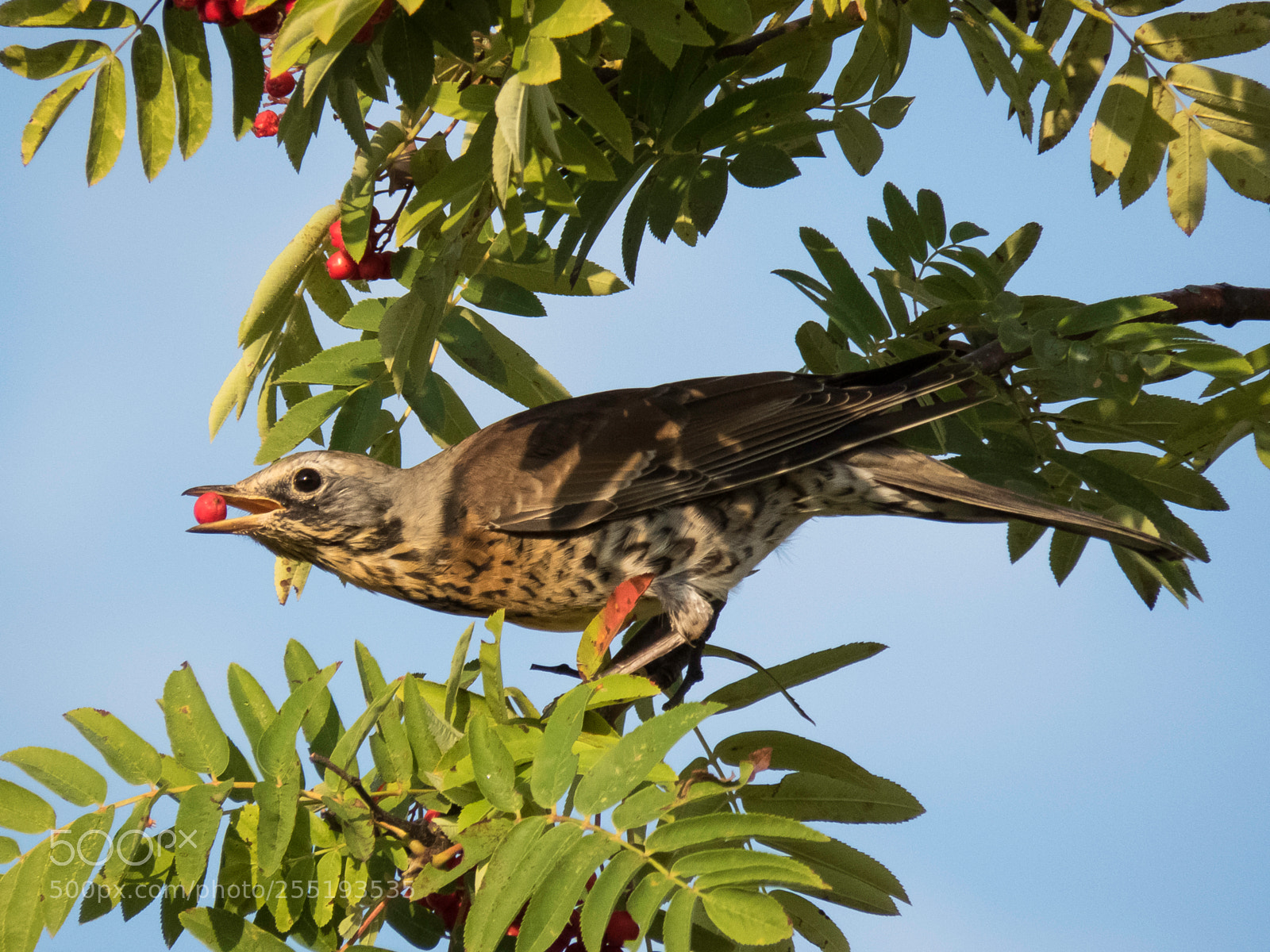 Canon PowerShot SX60 HS sample photo. Fieldfare bjrktrast o photography