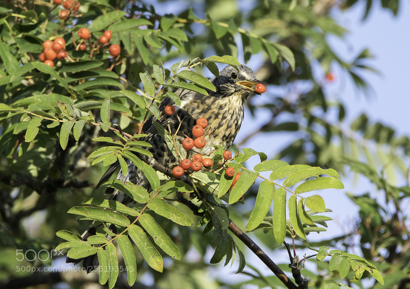 Nikon D5300 sample photo. Fieldfare bjrktrast o photography