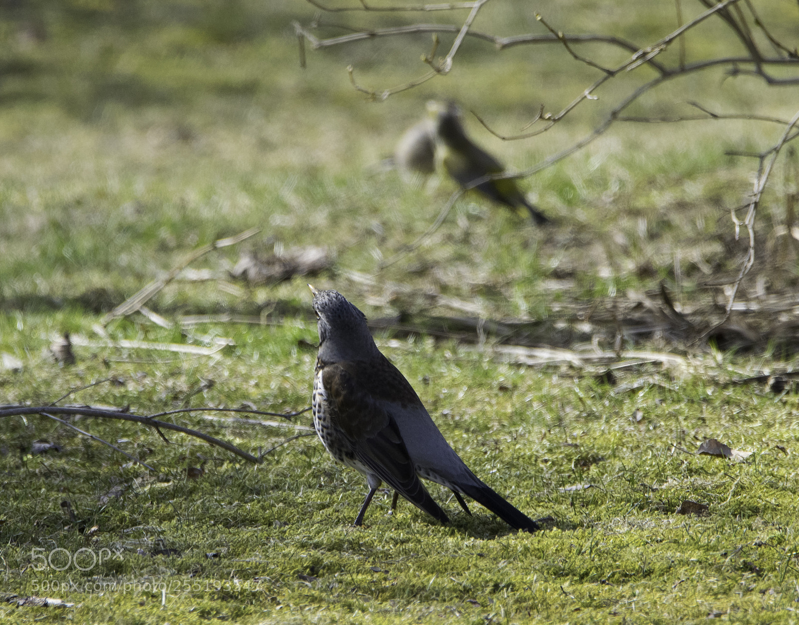 Nikon D5300 sample photo. Fieldfare bjrktrast o photography