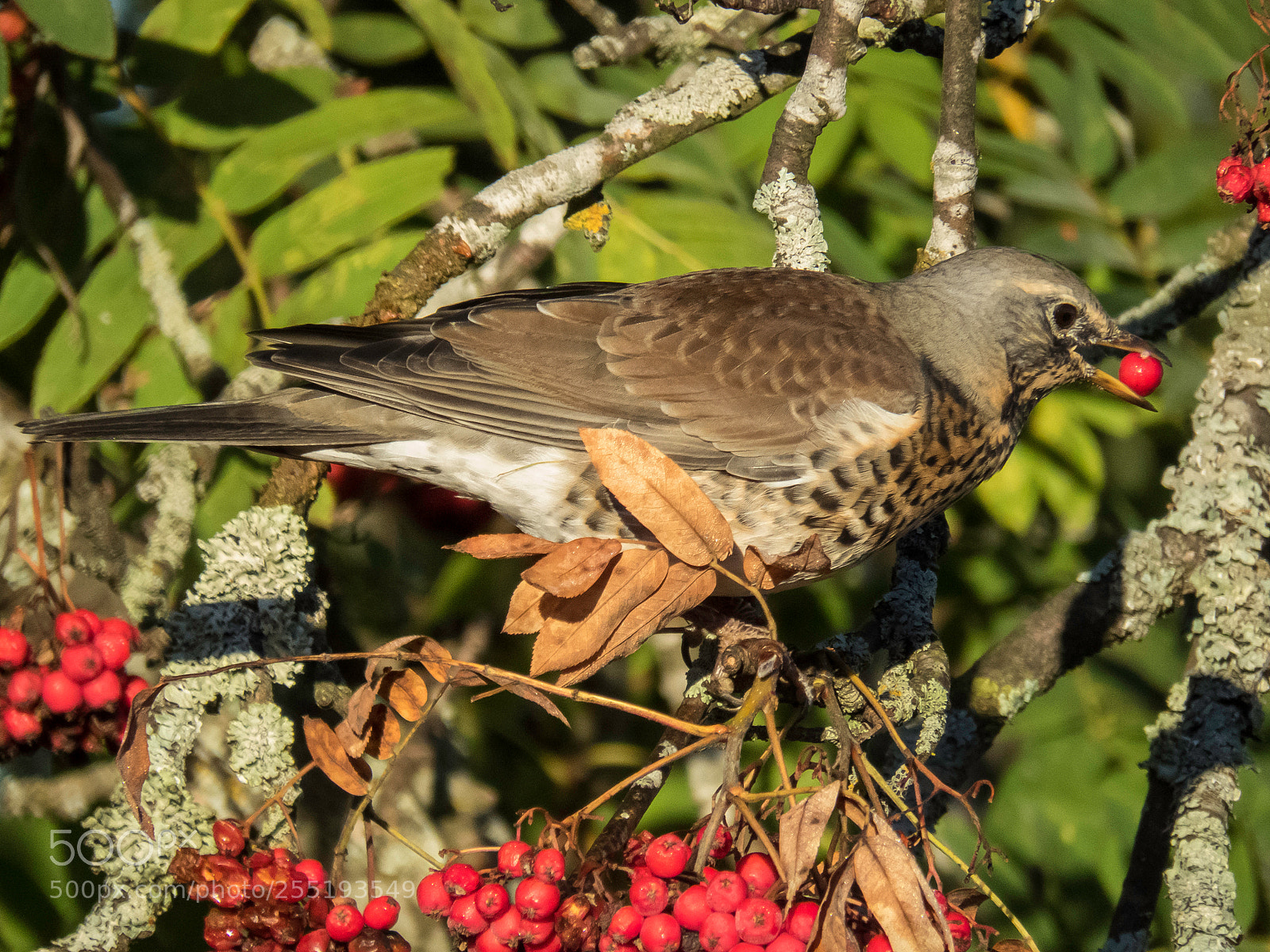 Canon PowerShot SX60 HS sample photo. Fieldfare bjrktrast o photography