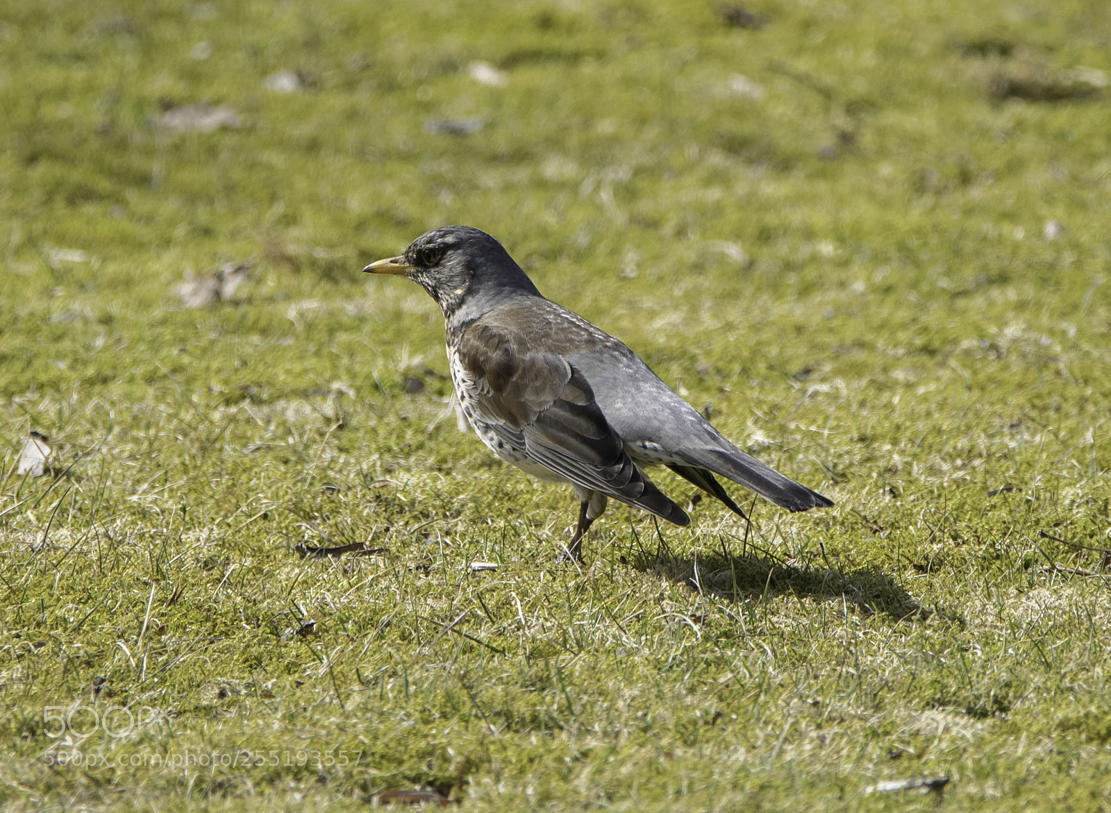 Nikon D5300 sample photo. Fieldfare bjrktrast o photography