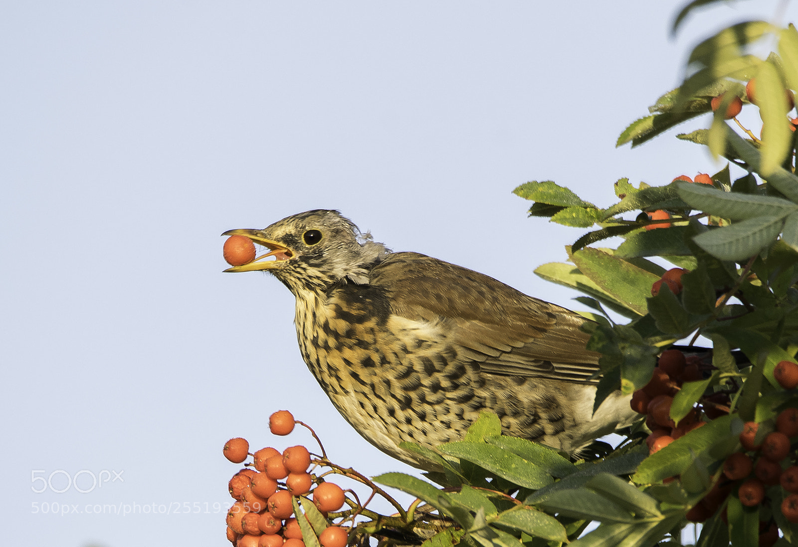 Nikon D5300 sample photo. Fieldfare bjrktrast o photography