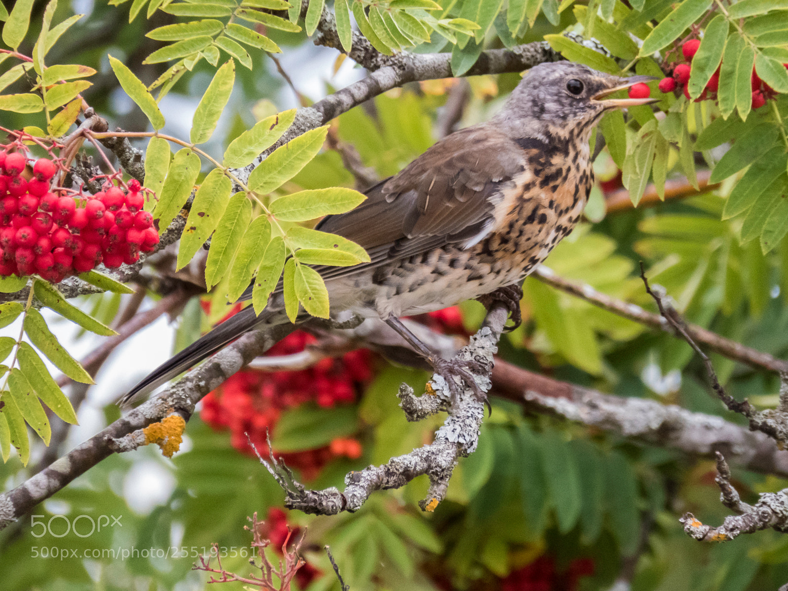 Canon PowerShot SX60 HS sample photo. Fieldfare bjrktrast o photography