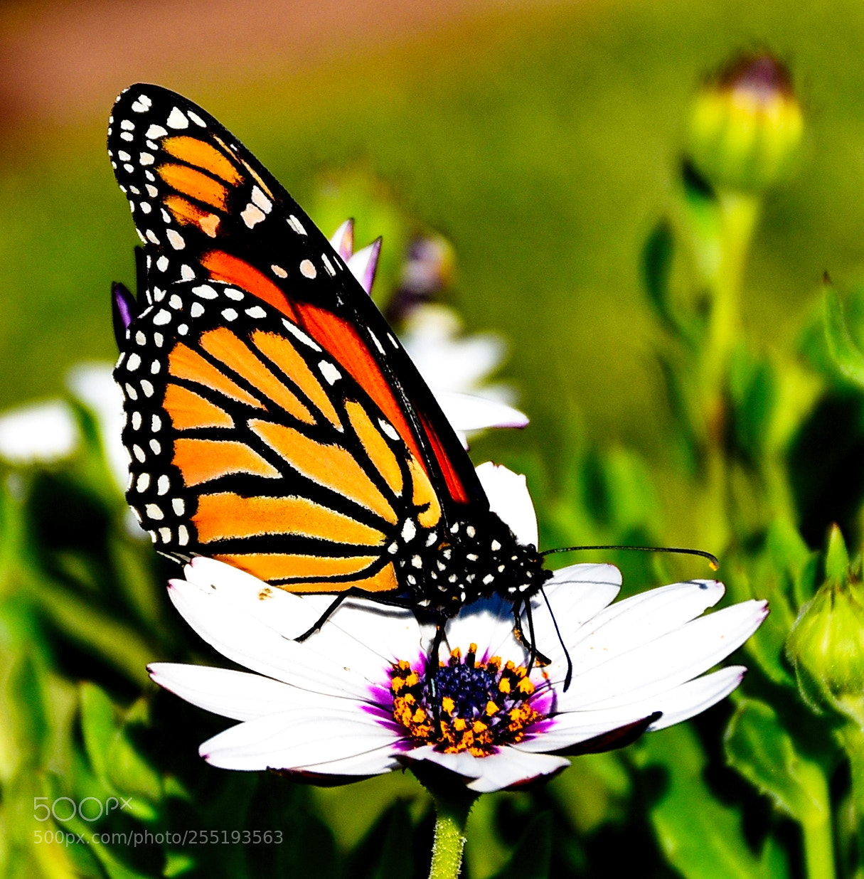 Nikon D7200 sample photo. A butterfly enjoying a photography