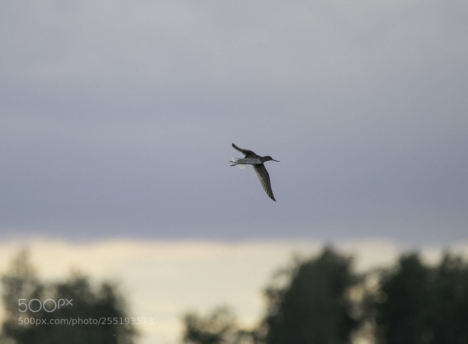 Nikon D5300 sample photo. Greenshank gluttsnppa o photography
