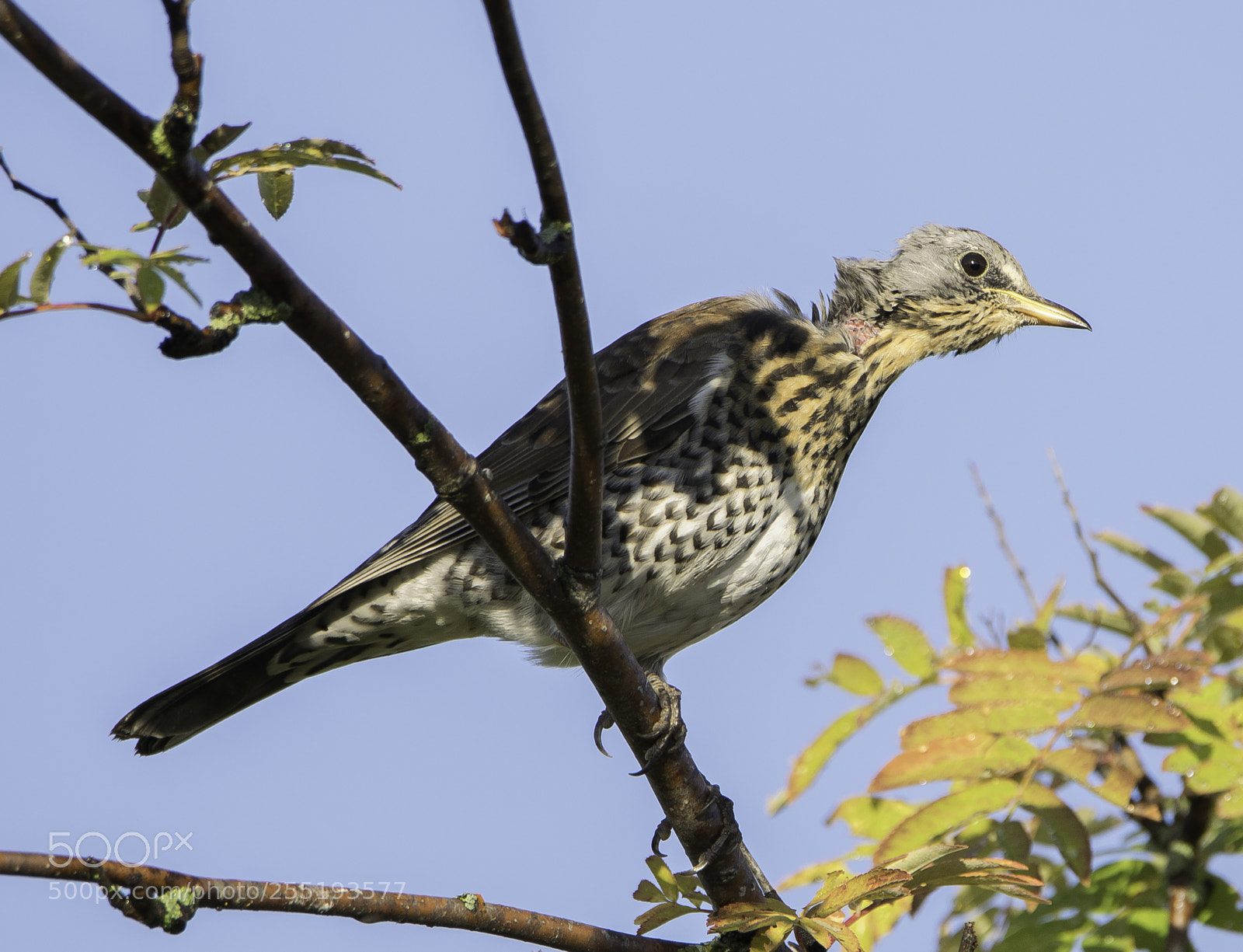 Nikon D5300 sample photo. Fieldfare bjrktrast o photography